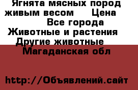 Ягнята мясных пород живым весом.  › Цена ­ 125 - Все города Животные и растения » Другие животные   . Магаданская обл.